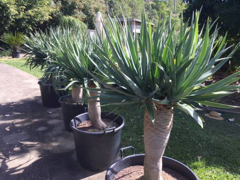 Cooran Wholesale Nursery - Seniors Australia 3