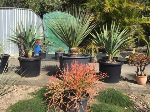 Cooran Wholesale Nursery - Seniors Australia 4